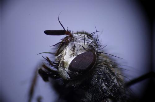 Bothria frontosa